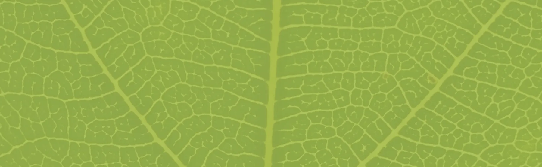 Textura de nervuras de folha verde