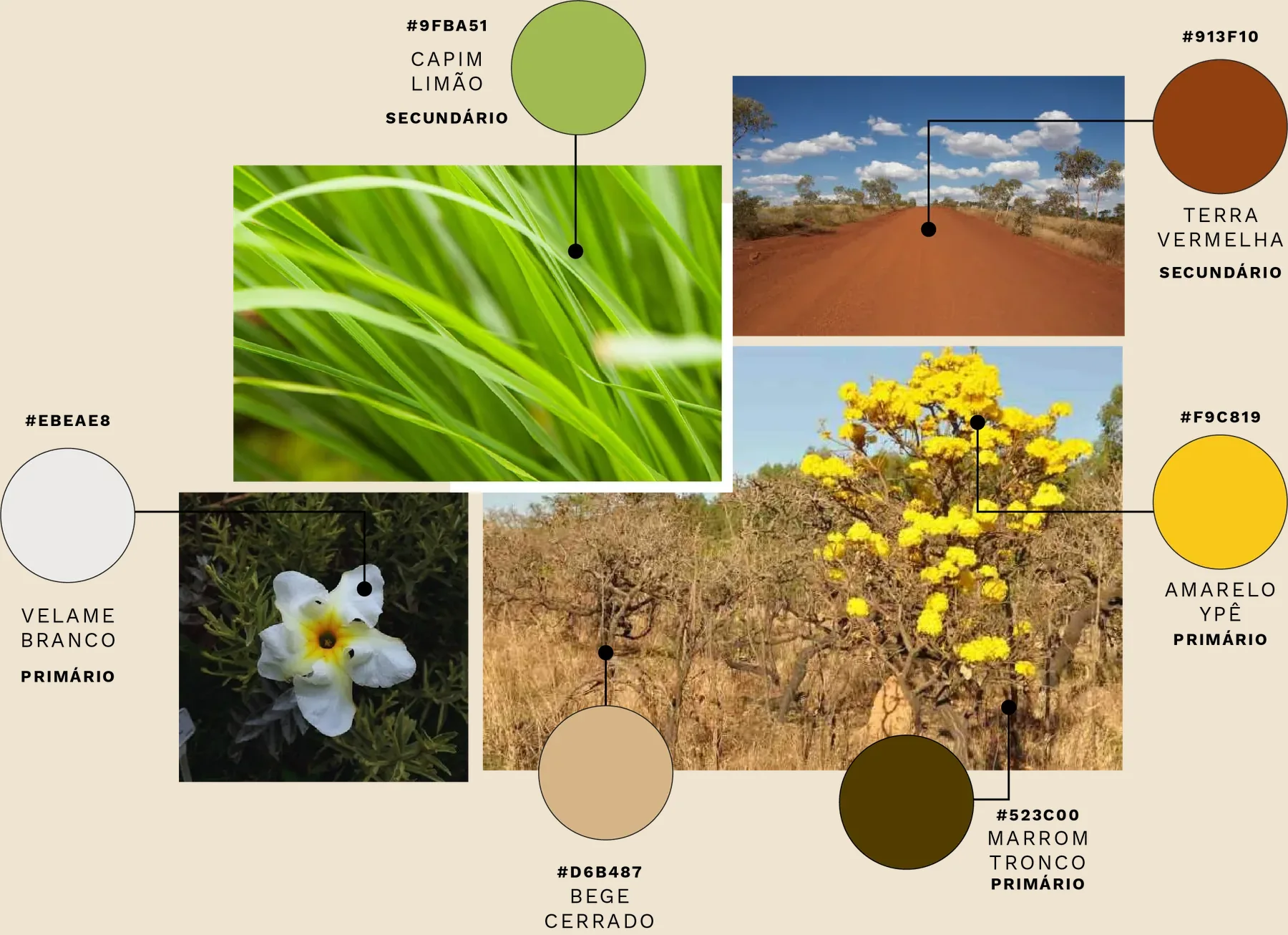 Paleta inspirada no cerrado: capim-limão, terra vermelha, amarelo ipê, marrom tronco, bege cerrado e branco velame, com fotos da vegetação